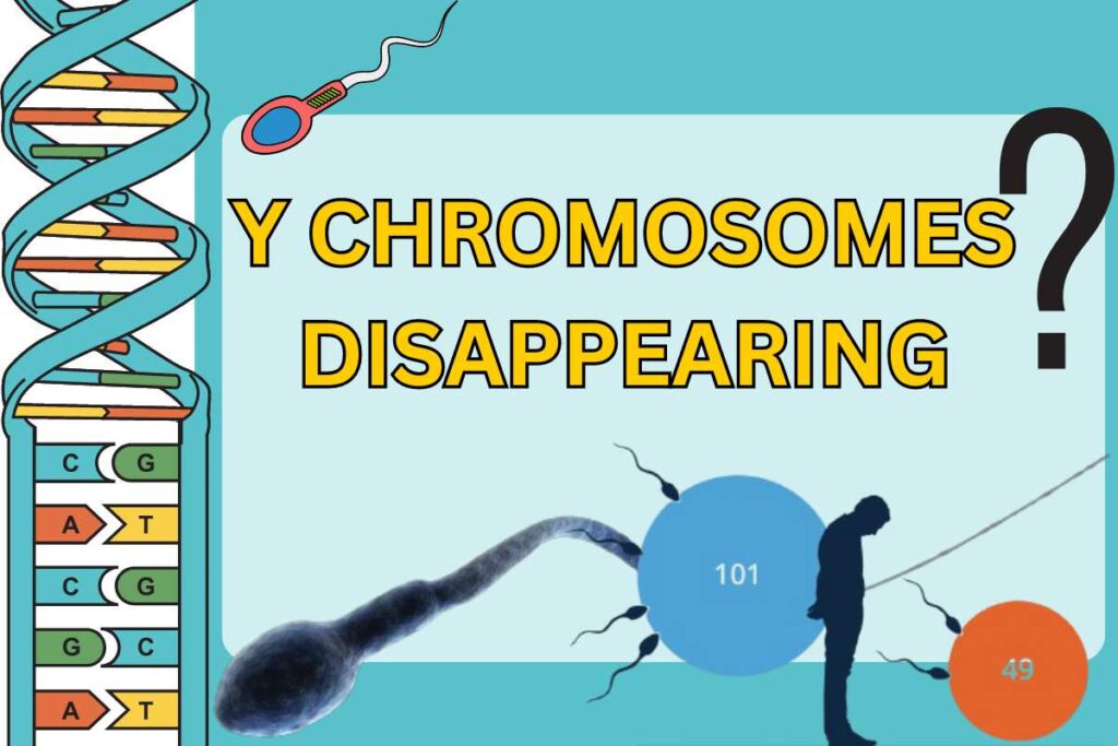 Y Chromosomes Disappearing, Latest News